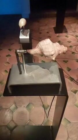 A video shows a display of large conch shells on pedestals in a dimly lit room with a tiled floor. The camera pans slowly across the scene, focusing on several shells mounted on metal stands. One shell in the foreground is tilted and appears to be suspended. Wires are visible on the floor, connecting the display elements. In the background, other shells are also displayed on tall black pedestals. The room appears to be an art installation or exhibition.