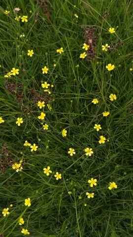 A close-up shot looks down on a patch of green grass dotted with small yellow wildflowers. The flowers are small and yellow with five petals, and some are in bloom while others are closed buds. Several thin stalks of brown plant matter are interspersed among the grass and flowers. The scene is natural and appears to be outdoors. There are no people or animals visible in the video. The lighting is even and suggests it is daytime. The video is a still image, implying it is a photograph or a paused video.
