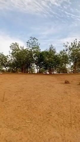 The video depicts a barren, arid landscape. The ground is primarily dry, red dirt, sparsely dotted with patches of withered grass. A line of trees marks the horizon, their green foliage contrasting against the red ground. The sky is filled with thin, white clouds, partially obscuring the sun. The camera pans upward, showcasing the expansive cloudy sky before returning to the landscape view. The overall impression is that of a desolate, dry environment under a bright, cloudy sky.