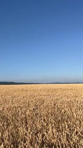 A wide shot pans across a field of ripe wheat under a clear blue sky. The camera moves forward, giving the viewer the impression of walking through the tall stalks of wheat. The golden wheat heads are dense and reach up towards the camera. In the distance, a faint, dark line suggests hills or mountains on the horizon. The lighting indicates it is daytime, likely late morning or early afternoon, with the sun casting subtle shadows. There are no people or animals visible in the frame. The overall scene is peaceful and evokes a sense of a rural landscape.