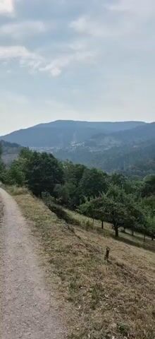 A handheld camera pans across a rural landscape. In the foreground, a dirt path winds its way up a grassy hill. To the right of the path, a line of fruit trees grows. In the distance, a village is nestled in a valley between rolling, forested hills. The sky is overcast with scattered clouds.