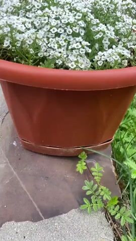 A close-up shot shows a brown planter filled with white and purple flowers. The planter is resting on a stone surface with greenery surrounding it. The camera slowly zooms out, revealing the planter is long and rectangular, containing rows of white and purple flowers.
