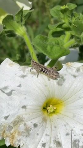 A close-up shot focuses on a grasshopper resting on a white petunia flower. The grasshopper is brown with black markings and is positioned on one of the flower's petals. The flower's center is yellow. In the background, green leaves and stems are visible, suggesting an outdoor setting, likely a garden. The lighting indicates it is daytime.