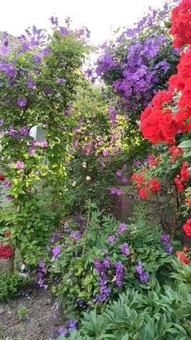 The video shows a close-up shot of a vibrant garden filled with blooming flowers. The left side of the frame features climbing plants with abundant purple flowers and green leaves, reaching upwards and partially obscuring a white structure. In the center and towards the bottom, more purple flowers are visible, interspersed with green foliage. To the right, a dense cluster of bright red roses dominates the scene, their petals unfurling in various stages of bloom. Sunlight filters through the leaves and flowers, creating highlights and shadows. The ground below the plants appears to be a mix of dirt and fallen petals. The overall impression is one of lush, abundant floral growth.