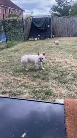 A white French bulldog stands in a grassy backyard. To its left, a brindle French bulldog enters the frame. The white bulldog walks toward the right, and a pink ball is visible in the background. Several small red objects are scattered across the grass. A wooden fence and a shed are visible in the background. The sky is cloudy.