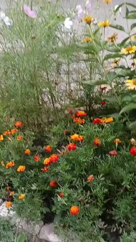 The video displays a close-up, panning view of a garden bed filled with marigolds in shades of orange and red, interspersed with some yellow flowers. The foliage is lush and green. The camera movement is smooth, capturing the vibrant colors and textures of the flowers and leaves. There are no people or animals visible in the video. The background appears to be a muted wall or fence.