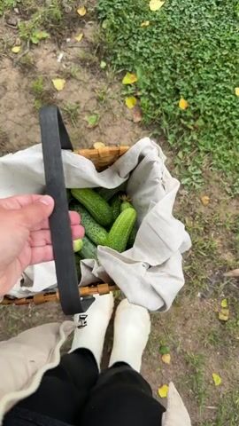A person's hand holds the black handle of a woven basket filled with fresh cucumbers. The basket is lined with a cream-colored fabric, and several green cucumbers are visible. The person is wearing a cream-colored puffer jacket and black pants, with white boots. The basket is being carried outdoors, with a background of green grass and some fallen yellow leaves. The scene suggests a harvest or gathering of fresh produce. The lighting is overcast, indicating it might be a cloudy day, possibly morning or late afternoon. The overall impression is one of simple, rural activity. No text is visible in the media. The location context is "South, Russia."