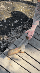 Morning wildlife and outdoor scenes documented in Yekaterinburg