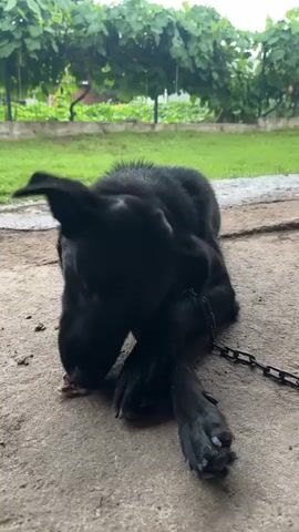A black dog is lying on a concrete surface. The dog is chained by its neck with a metal chain. The dog is looking up and appears to be yawning or barking. In the background, there is green foliage and a slightly overcast sky. The ground is concrete and appears wet in some areas. There is a metal chain extending from the dog's collar to the right of the frame.