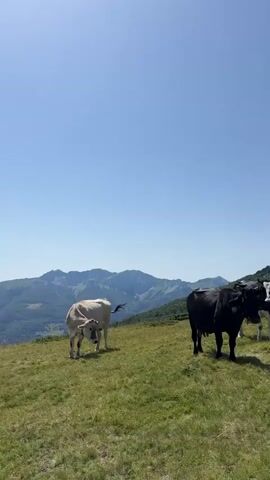 A vertical video shows a herd of cows grazing on a grassy slope with mountains in the background under a clear blue sky. A light-colored cow is in the foreground on the left, with its head down as if eating grass. To its right, a black cow stands facing the camera, and behind it, a black and white cow is also visible. The camera pans slightly, showing more of the black cow and the black and white cow. The video is approximately four seconds long.