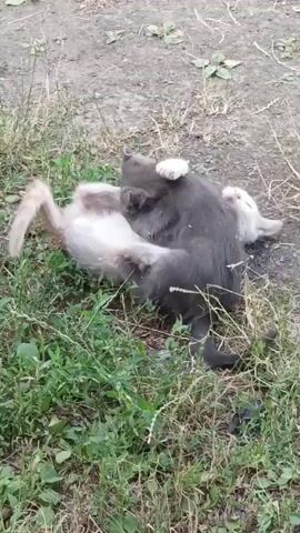 Two kittens are playing in the grass. One kitten is mostly white with some orange patches and is lying on its back. The other kitten is gray and is on top of the white kitten, playfully wrestling. The ground is covered with dirt and dry grass, with some green weeds interspersed. The lighting suggests it is daytime.