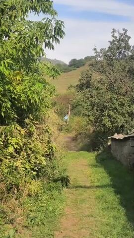 A vertical video captures a narrow dirt path winding through a green, overgrown landscape towards a gentle hillside. Lush green trees and bushes flank the path, with a stone wall and a portion of a small structure visible on the right side. In the distance, a person wearing blue clothing is visible near a post on the path, amidst sparse vegetation. The sky above is partly cloudy.