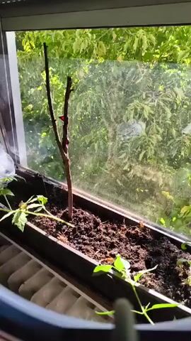 A close-up shot shows a person's hand pouring water from a clear glass pitcher into a planter box. The planter box is filled with dark soil and contains a small, bare plant stem with a few red marks on it, as well as some leafy green plants. The planter box is placed on a windowsill, and the background is a blurry view of green trees outside. The video appears to be filmed indoors, with natural light coming through the window.