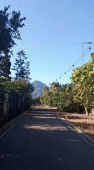 Evening walk captured near Vitacura nursery on sunny day