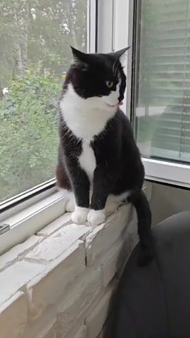 A black and white cat is sitting on a white brick windowsill in front of a window. The cat is grooming its face with its left paw. Outside the window, there are green trees and some blinds on the right side. A dark chair is visible to the right of the cat.