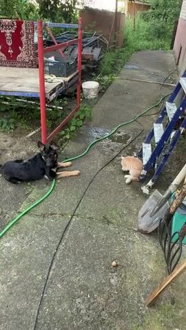 A black and tan dog lies on a concrete pathway, its body facing left and head turned to the right, looking at an orange kitten. The kitten is in the right portion of the frame, crouched down and looking towards the left, apparently drinking from a puddle on the concrete. A green garden hose runs from the left edge of the frame, around the dog, and towards the kitten and puddle. The environment appears to be a backyard with various objects in the background, including a red metal frame, a rug hanging on a rack, stacked wooden pallets, a white bucket, and a blue ladder leaning against a wall. The ground is cracked concrete with some dirt and debris. The overall lighting suggests it is daytime.