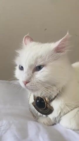 The video shows a close-up, eye-level, medium shot of a white cat with blue eyes lying on a white surface. The cat is facing left and looking slightly down. It is wearing a decorative collar with a gold-colored pendant featuring a black stone and geometric designs. The background is a plain, light-colored wall. The lighting is soft and natural, coming from the right. The cat's fur appears slightly unkempt, and its ears are pointed upwards. The overall impression is one of a posed portrait of a domestic animal.