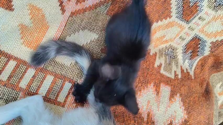 A black kitten is playing with a grey kitten on an orange, patterned rug. The black kitten is in the center of the frame, batting at the grey kitten's tail with its paws. The grey kitten is mostly out of frame at the bottom left.