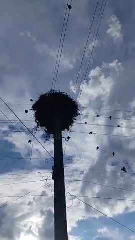 The video captures an outdoor scene dominated by a large bird's nest situated atop a utility pole, surrounded by numerous overhead power lines. The sky is partially cloudy with patches of blue. Many small birds are visible, perching on the various power lines crisscrossing the frame. Throughout the short clip, these birds are active, with some taking flight from the wires. One bird flies directly over the large nest at the beginning of the video, moving out of frame. The large nest, likely a stork's nest given its size and typical placement, is a central feature, though no storks are explicitly seen on or in it. The overall impression is one of bustling bird activity around the prominent nest and power lines in what appears to be a rural or semi-urban setting in Roza, Bulgaria. No text is visible.