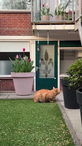 Spring tulips bloom as cats roam Helmond backyard