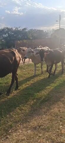 The video shows a herd of cattle walking on a grassy field in front of houses. The cattle are mostly light brown and some are black. A person is walking behind the cattle. The sun is shining. There is a power pole in the background.