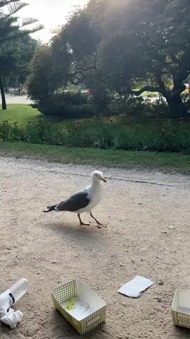 A seagull stands on a dirt path in a park, looking towards the camera. The seagull is white with gray wings and a yellow beak. In the foreground, there are two small, open cardboard containers and some crumpled paper. Behind the seagull, there is a patch of green grass with red flowers, and a large tree with green leaves. The sun is shining through the tree, creating a lens flare. In the background, there are a few people walking.