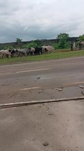 The video shows a herd of cattle crossing a road, guided by two men. The cattle are of various colors, including brown, white, gray, and black. They are walking from left to right in the frame, across a grassy area beside the road. The road itself is asphalt, with some debris scattered on it. The sky is overcast, suggesting a cloudy or rainy day. In the background, there's a wall or fence and some green trees.