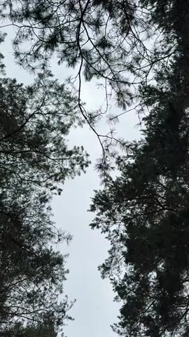 The video shows a drone shot ascending through a pine forest in the Rechytski Sel'ski Savet, Belarus. The camera begins looking upwards at the canopy of pine trees with a cloudy sky visible through the branches. As the drone ascends, the view expands to reveal a dirt road winding through the forest, with tall pine trees and dense green foliage on either side. The light suggests it is daytime, and the overcast sky indicates a cloudy or possibly rainy weather condition. The overall mood is serene and natural, evoking a sense of peace and immersion in nature. No people or specific objects are visible, only the natural landscape of the forest and the road. No text is visible in the video.