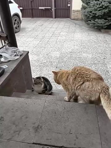 In a daytime outdoor scene in Kolosisty, Russia, two cats are seen on a set of concrete steps. On a lower step, a smaller, dark tabby cat sits, looking up. Above it, a larger, fluffy ginger or beige-colored cat stands on a higher step, facing the tabby. The larger cat slowly leans down towards the tabby. In response, the tabby cat quickly turns and scurries down the steps and out of view. The ginger cat follows, taking a step down, and is last seen on the steps looking in the direction the tabby cat went. The background features a paved driveway or courtyard with a white car partially visible on the left, a dark brown garage door or gate in the center, and a green coniferous tree on the right. The lighting suggests an overcast day.