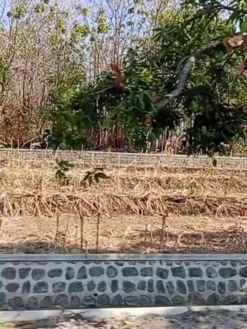 The video shows a view from a moving vehicle looking out at a rural landscape. In the foreground, there is a stone wall. Beyond the wall, there are trees, including a large tree with broad leaves and some reddish foliage, and a palm tree. The background reveals a terraced area with dry vegetation and some planted seedlings. In the distance, there are more trees and a low structure that appears to be a building with a thatched roof. The sky is visible and appears to be bright, suggesting daytime. There are no people visible in the video. The movement of the vehicle indicates a journey or travel.