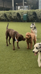 Dogs gather for late-night playtime at West Hollywood park