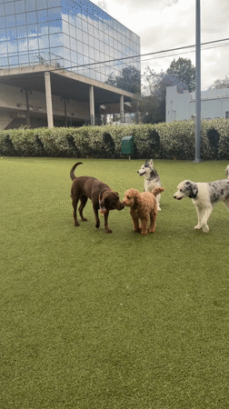 Dogs gather for late-night playtime at West Hollywood park