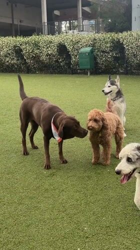 Dogs gather for late-night playtime at West Hollywood park