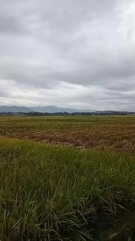 The video displays a wide, open field, likely a rice paddy, under a cloudy, overcast sky. The land is divided into sections, with the foreground featuring tall, green grass, while the background reveals patches of brown, likely harvested or fallow areas. In the distant background, a faint silhouette of mountains is visible, partially obscured by the clouds. As the video progresses, more green rice paddies are exposed. A small building is also visible in the background.