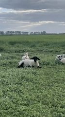 Tourist documents sheep, abbey interiors at Mont-Saint-Michel