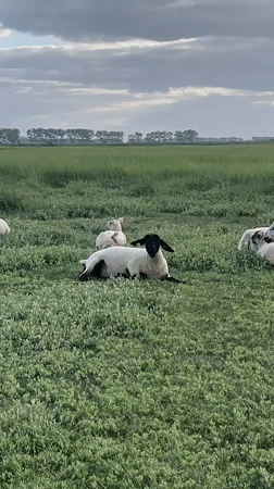Tourist documents sheep, abbey interiors at Mont-Saint-Michel