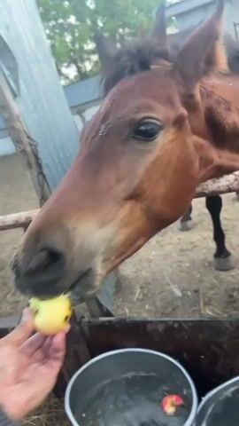 A person's hand holds an apple towards a horse's mouth. The horse takes a bite of the apple. In the background, other horses are visible in a pen with a dirt floor. The scene appears to be outdoors, possibly in a stable or farm setting.
