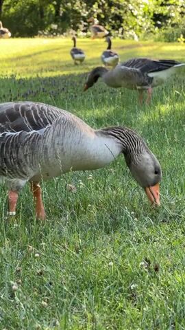 The video shows a flock of geese grazing on a grassy field. The foreground is dominated by a close-up of a goose with its head down, pecking at the grass. Its feathers are grey and white, and its legs and beak are orange. In the background, several other geese are visible, some also grazing, others standing. The environment appears to be a park or meadow, with trees in the distance and sunlight filtering through the leaves. The ground is covered in green grass with some small purple flowers. The overall impression is a peaceful, natural scene.