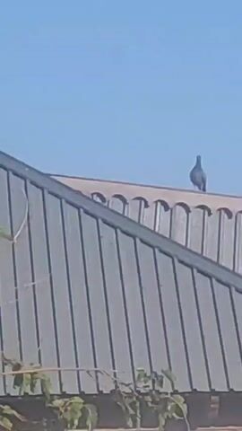 The video captures a clear blue sky with the top of two buildings visible in the foreground. The left building has a gray, corrugated metal roof and a section with vertical ribbed panels. On this building, a bird, likely a pigeon, is in flight, with its wings outstretched. To the right, another building with a reddish-brown roof is partially visible. A tree with green leaves and thin branches is in the center of the frame, obscuring parts of the buildings. The scene suggests an outdoor setting during the daytime, with bright sunlight indicated by the clear sky and the way light falls on the structures. The overall impression is one of a peaceful, ordinary moment in an urban or suburban environment, possibly in Kyzylorda, Kazakhstan, given the provided location context. There is no visible text in the video.