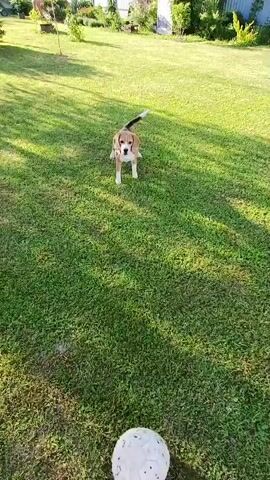 The video captures a delightful outdoor scene in a sunny backyard, likely in Timokhovo, Russia. The primary subjects are a tricolor beagle puppy and a person, whose feet in yellow crocs are visible in a first-person perspective shot.

The scene takes place on a vibrant green lawn, bordered by trees, bushes, and a light-colored fence in the background. The bright sunshine indicates either morning or late afternoon, casting noticeable shadows across the grass.

The activity centers around a game of fetch. The person, whose viewpoint is adopted by the camera, kicks or throws a soft, white ball. The energetic beagle puppy, with its characteristic floppy ears, chases after the ball with evident enthusiasm. It successfully catches the ball in its mouth and then retrieves it, trotting back towards the person. The puppy's tail is wagging, signaling its playful mood. Towards the end of the video, a second tricolor beagle puppy briefly appears, observing the ball. The atmosphere is cheerful and lighthearted, showcasing the puppy's joy in playing fetch. There is no visible text in the video itself.