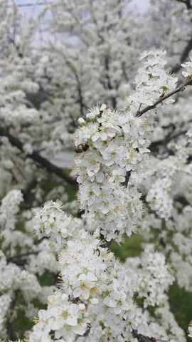 A bee is visiting the blossoms of a white flowering tree. The bee is brown and black, and is moving among the small white flowers of the tree. The tree is covered in blossoms, which create a background of white. The branches of the tree are thin and dark, and can be seen through the blossoms. The video is shot in a close-up, showing the bee and the flowers in detail.