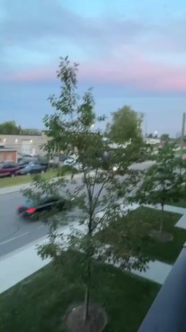 The video shows a street scene through trees and foliage. Cars are visible driving and parked along the street. The sky appears to be dusk, with hints of pink and blue. In some frames, a moon is visible in the sky. The perspective shifts slightly throughout the video, but the general environment remains consistent.