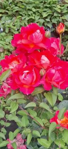 A close-up, slow-motion video shows a cluster of bright red roses with yellow centers and green leaves against a blurred background of greenery and hints of blue. The roses are in various stages of bloom, with some fully open and others still budding. The camera pans slightly upwards, revealing more of the bouquet of roses and their thorny stems.