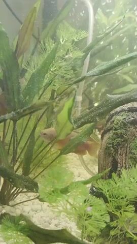 A fishtank filled with white gravel, green plants, and mossy decorations contains several small, orange-colored fish swimming amongst the foliage. The water is slightly murky, and a clear tube is visible in the upper right portion of the frame.