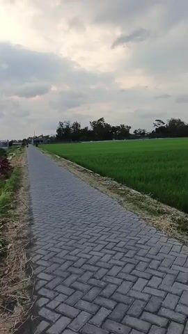 The video shows a paved path made of interlocking gray bricks running alongside a vibrant green rice field. The path curves slightly to the left. Beyond the rice field, a line of trees is visible, with houses and buildings scattered behind them. The sky is overcast with gray clouds, and the lighting suggests it is either early morning or late afternoon. There are no people or animals visible in the video. The camera appears to be moving, giving a sense of walking along the path.