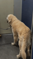Golden retriever rides elevator with owner in Tbilisi