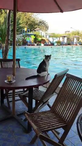 A cat sits on the edge of a round table next to a swimming pool. It is facing the camera with its ears forward. In the background, there is a swimming pool with blue water. There are also lounge chairs and umbrellas visible around the pool. The cat then turns and walks to the left of the frame.