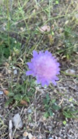 The video shows a close-up of a single purple flower, likely a scabious or similar type, swaying gently in the wind. The flower is centered in the frame against a blurred background of green and dry grass, along with some small stones on the ground. As the video progresses, the camera slightly pans and adjusts focus, revealing more of the surrounding wild vegetation and a few other smaller, less distinct purple flowers in the distance. The setting appears to be an outdoor, natural, and unmanicured area, consistent with the provided location context of Mont-roig del Camp, Spain, during the daytime. No people or visible text are present.