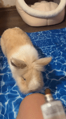 Baby rabbit gets care as dusk settles over Sofia