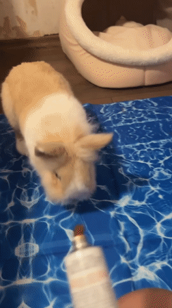Baby rabbit gets care as dusk settles over Sofia